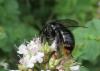 Bombus lapidarius
